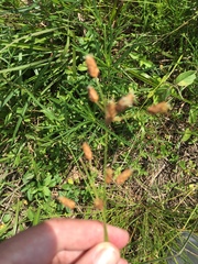 Fimbristylis puberula