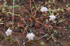 Allium amplectens, photograph (c) Arvel Hernandez, some rights reserved (CC BY)