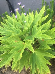 Pelargonium citronellum