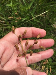 Fimbristylis puberula