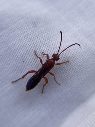 iNaturalist observation photo of Ants, Bees, Wasps, and Sawflies
