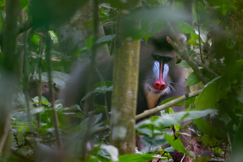 Mandrill