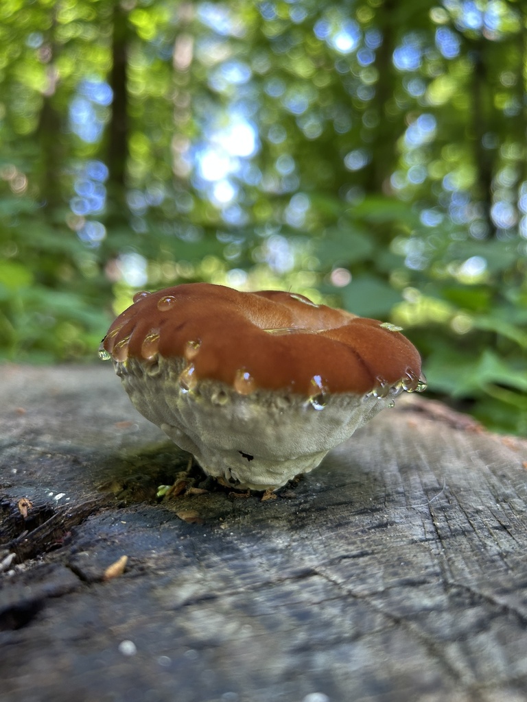 green cheese polypore · July 2026 · photo: Photo: no rights reserved · iNaturalist