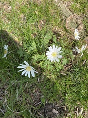 Anemonoides apennina