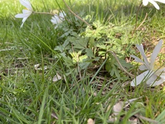 Anemonoides apennina