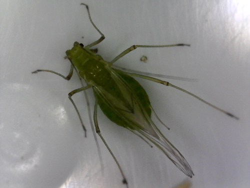 Pea Aphid photo 4