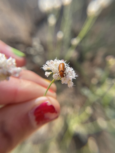 iNaturalist observation photo of Nemognatha