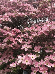 Cornus florida rubra