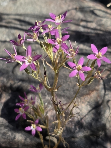 Zeltnera venusta observed 2026-07-13