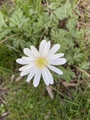 Anemonoides apennina
