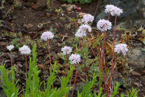 Allium amplectens, photograph 5