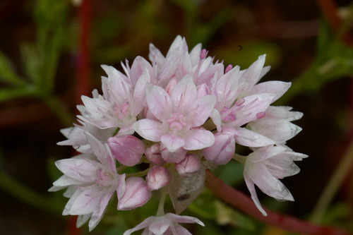 Allium amplectens, photograph 4