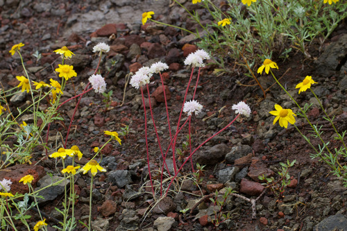 Narrowleaf onion (Allium amplectens)