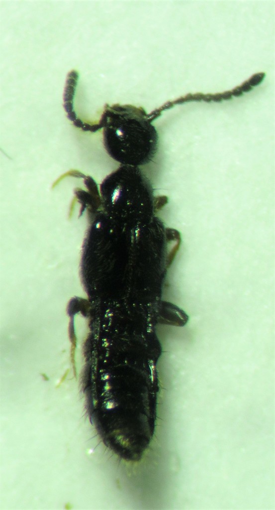Autaliini