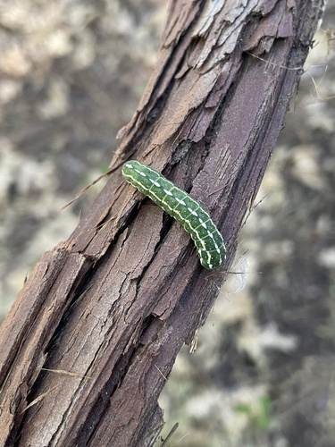 iNaturalist observation photo of Butterflies and Moths