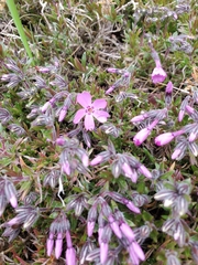 Phlox subulata