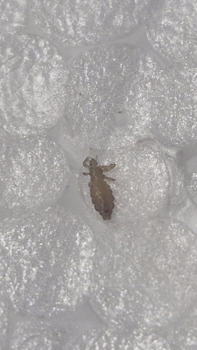 Human Louse
