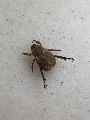 iNaturalist observation photo of Hoplia