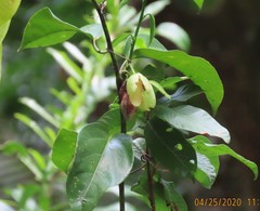 Passiflora ambigua