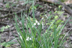 Leucojum aestivum aestivum
