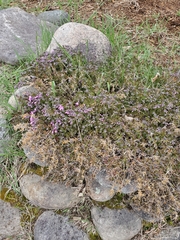 Phlox subulata