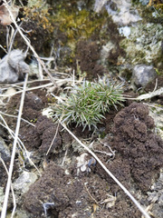 Sabulina dawsonensis