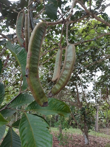 Inga spectabilis (Vahl) Willd.