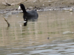 Fulica americana
