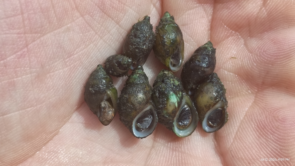 Shawnee Rocksnail