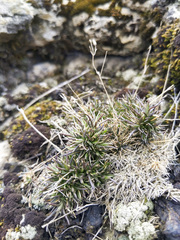 Sabulina dawsonensis