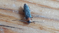 Phymatodes lividus