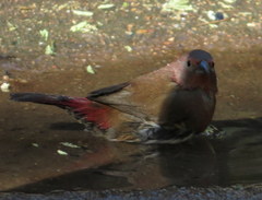 Lagonosticta rhodopareia