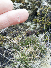 Sabulina dawsonensis