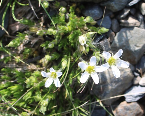 Arenaria grandiflora, photograph 1