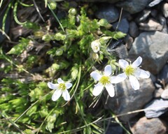 Arenaria grandiflora, photograph (c) Lídia Carrera, some rights reserved (CC BY)