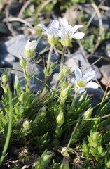 Arenaria grandiflora, photograph (c) Lídia Carrera, some rights reserved (CC BY)