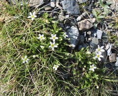 Arenaria grandiflora