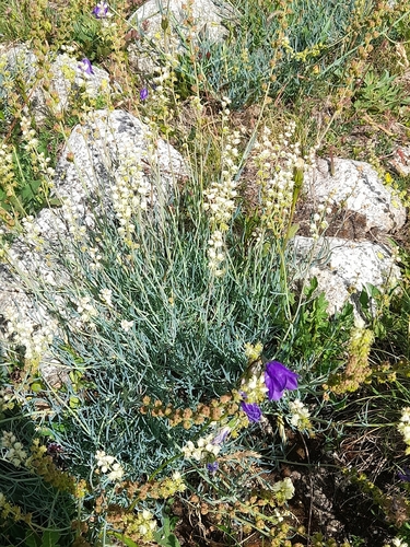 Reseda glauca, photograph 5