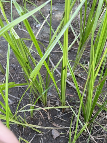 iNaturalist observation photo of Dark Firefly