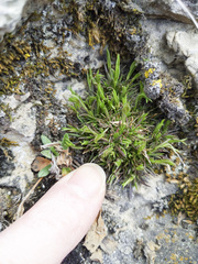 Sabulina dawsonensis