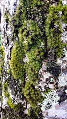 Thuidium peruvianum