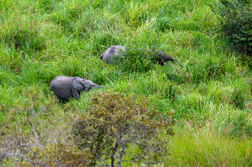 Forest Elephant