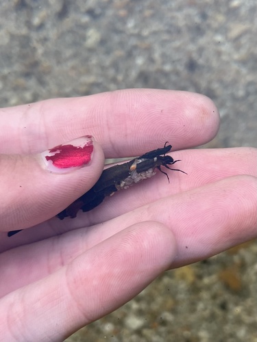 iNaturalist observation photo of Caddisflies