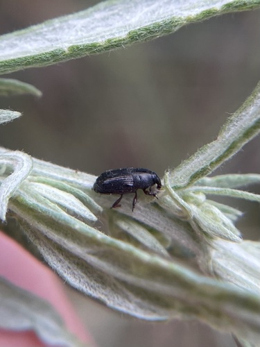 iNaturalist observation photo of Snout and Bark Beetles