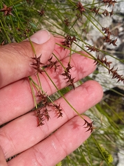 Carex davalliana, photograph (c) Flavien Saboureau, some rights reserved (CC BY)
