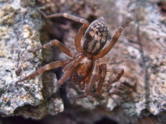 Liocranum rupicola