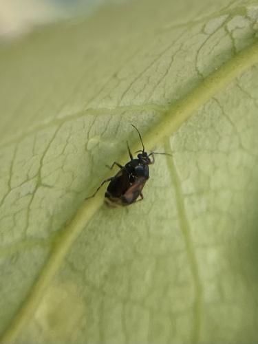 iNaturalist observation photo of True Bugs