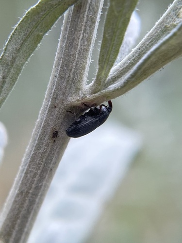 iNaturalist observation photo of Snout and Bark Beetles