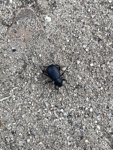 iNaturalist observation photo of Desert Stink Beetles