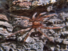 Liocranum rupicola